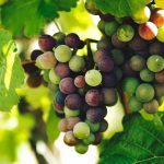 Missouri Wine Regions: The Best Areas to Visit and What to Try