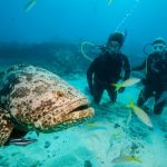 The 7 best scuba diving destinations in the USA