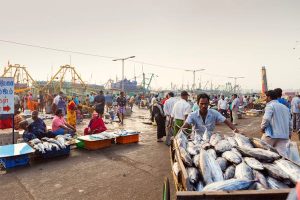 Read more about the article Taste the flavors of Chennai: the best local food and drink