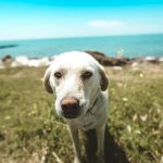 What to Do if Your Dog Gets Sick While Traveling: Tips for Pet Owners