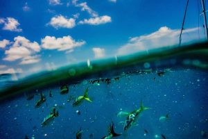 Read more about the article Exploring the Florida Keys responsibly