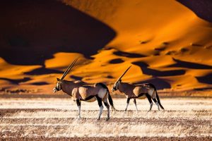 Read more about the article 11 of the best places to visit in Namibia