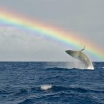 The ultimate guide to whale watching in Maui