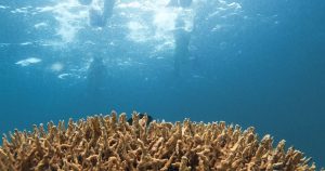 Read more about the article Celebrating Earth: Sun Siyam Iru Fushi Hosts An Immersive Eco Week