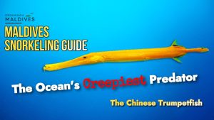 Read more about the article Trumpetfish Maldives Snorkeling Video – A Curious Reef Encounter