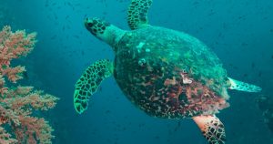 Read more about the article Follow in the Footsteps of David Attenborough in the Maldives