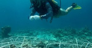 Read more about the article Driving Sustainability at Kuramathi Maldives