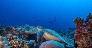 Read more about the article Bandos Maldives Wins Indian Ocean’s Best Dive Resort in World Travel Awar…