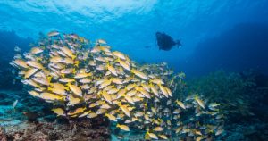 Read more about the article Milaidhoo Maldives Presents “Reef Stories” in Celebration of World Phot…