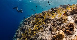 Read more about the article Dive Into Paradise at The Westin Maldives Miriandhoo Resort