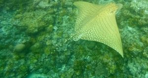 Read more about the article Critically Endangered ‘ornate Eagle Ray’ Sightings In Maldives