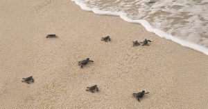 Read more about the article A New Generation Emerges: Sea Turtle Hatchlings Spotted At Alila Kothaifaru…