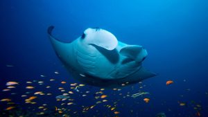Read more about the article Fushifaru Thila – One of the Best Manta Ray Sites in the Maldives