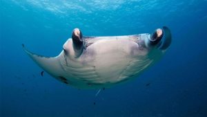 Read more about the article Swim with Manta Rays at Hurawalhi Maldives. A Dream Come True