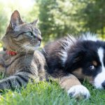 How to Travel With Multiple Pets Without the Stress