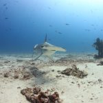 10 Unforgettable Ocean Encounters to add to your Travel Bucket List